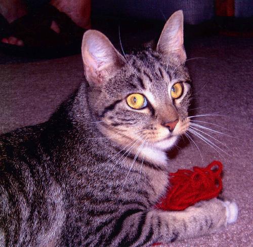 Miss Lilly