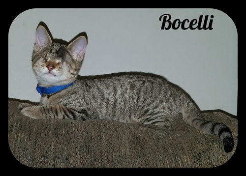 Bocelli (RB/MRM) 8.8.16