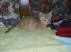 Twinkie 8.8.05