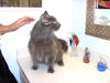 Miss Kitty