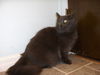 Miss Kitty