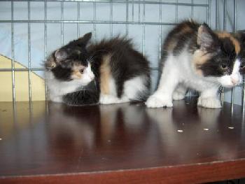 Mixie