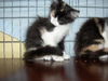 Mixie