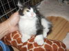 Mixie