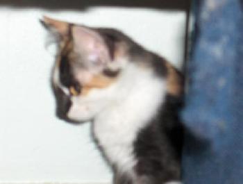 Mimi