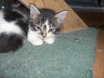 Corky
