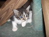 Corky