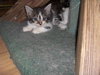 Corky