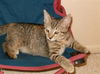 Sugar (K Cole) 2005