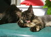 Bella 9.10.2005 Torti