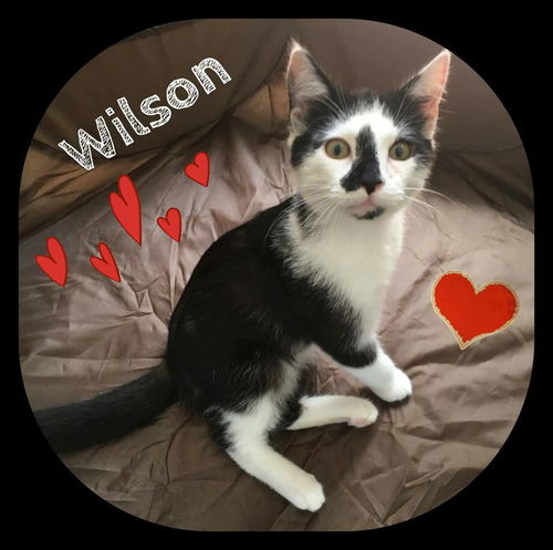 Wilson (KB) 1.15.17