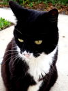 Kitty (MRM) 4.12.12