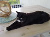 Kitty (MRM) 4.12.12