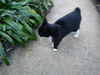 Kitty (MRM) 4.12.12