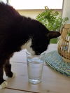 Kitty (MRM) 4.12.12