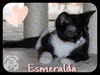 Esmeralda (GP) 4.21.17