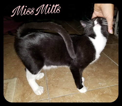 MissMitts (JFS) 3.8.17