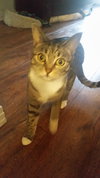 MissSpots (JFS) 3.8.17