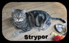 Stryper & Yoyo (LR) 3.5.14