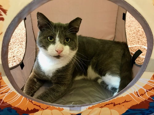 Moon Pie (COURTESY LISTING)