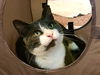 Moon Pie (COURTESY LISTING)