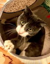 Moon Pie (COURTESY LISTING)