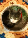 Moon Pie (COURTESY LISTING)
