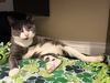 Moon Pie (COURTESY LISTING)