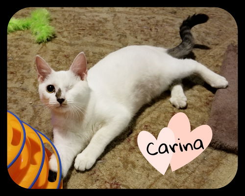 Carina (MRM) 4.20.17