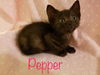 Pepper (MG) 8.3.17