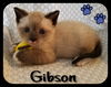 Gibson (MG) 10.22.17