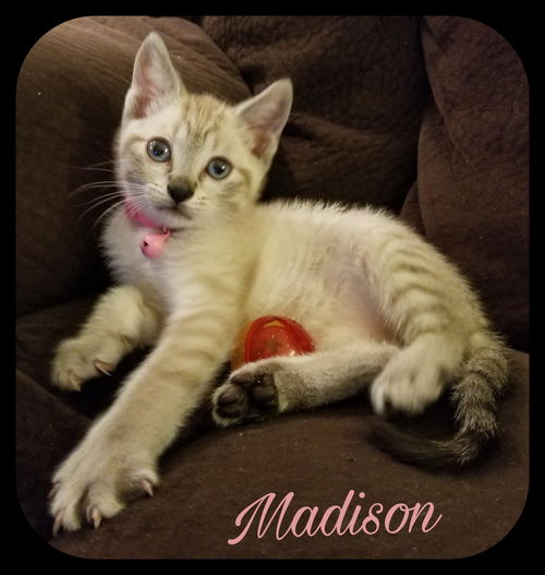 Madison (MG) 10.22.17