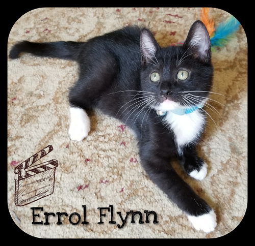 Errol Flynn (MRM) 9.10.17