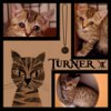 Turner (TF) 11.9.17