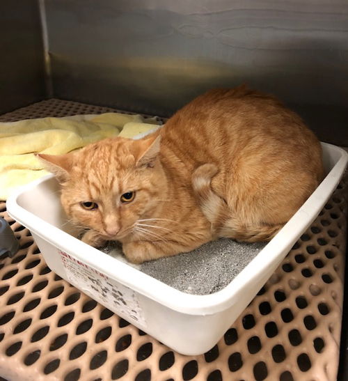 Buddy 1YR OLD (COURTESY LISTING)