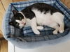 Boots (RS) 4.5.14