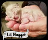 Lil' Nugget (MG) 4.8.18