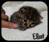 Elliot (JHP/MRM) 4.2.18