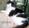 Sheba (HR)