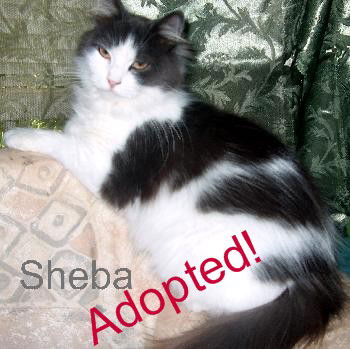 Sheba (HR)