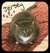 Jersey 11.2.08