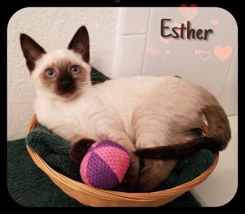 Esther (SH/MRM) 4.21.18