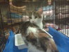 Momma Kitty/Roxy