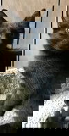 Java (RB) 5.5.18