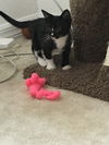 Millie (KU) 4.12.18