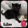 Kellina (MRM) 8.15.18