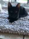 Binx (KP) 6.29.18