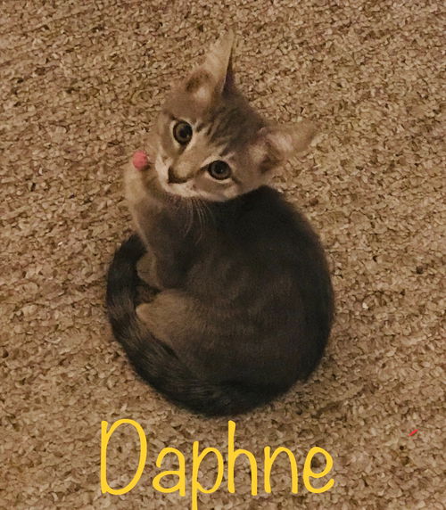 Daphne (SLK/MG) 8.30.18