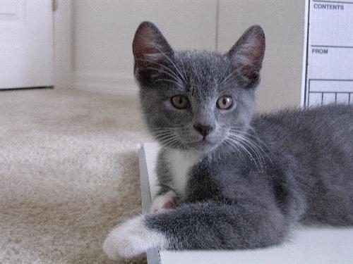 Monty