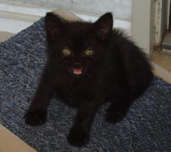 KiKi